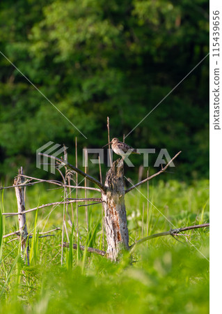 Affiliation 115439656