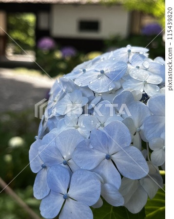 hydrangea   115439820