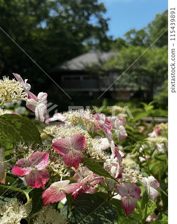 hydrangea   115439891