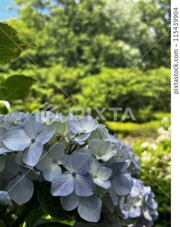 hydrangea hydrangea 115439904