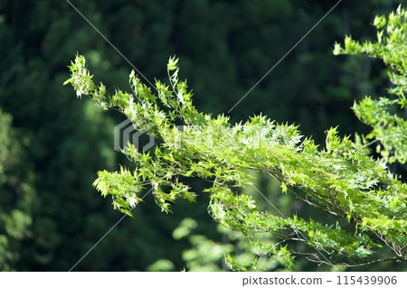 Green ginkgo leaves swaying in the wind Green ginkgo leaves swaying in the wind 115439906