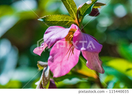 Christmas rose flowers 115440035