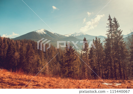 Panoramic autumn mountain landscape with orange grass meadow, pine tree forest and snow mountain peak range ridge in background. Vibrant colorful morning scene. Travel to Carpathian mountains Panoramic autumn mountain landscape with orange grass meadow, pine tree forest and snow mountain peak range ridge in background. Vibrant colorful morning scene. Travel to Carpathian mountains 115440067