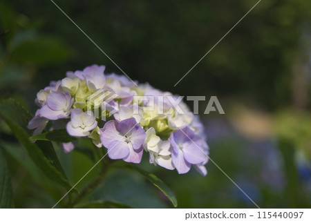 Hydrangeas at Koishinosato Hydrangea Garden 115440097