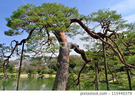東京六義園吹上松 東京六義園吹上松 115440379