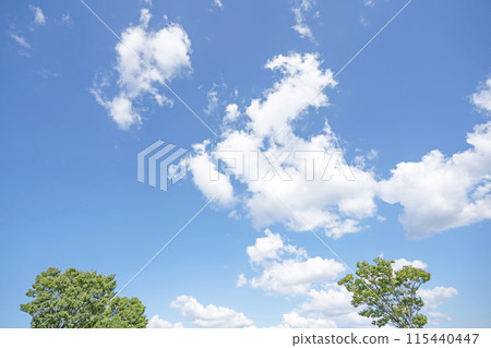 初夏的雲朵和樹木 初夏的雲朵和樹木 115440447