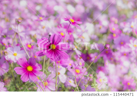 Beautifully blooming autumn cherry blossoms Beautifully blooming autumn cherry blossoms 115440471