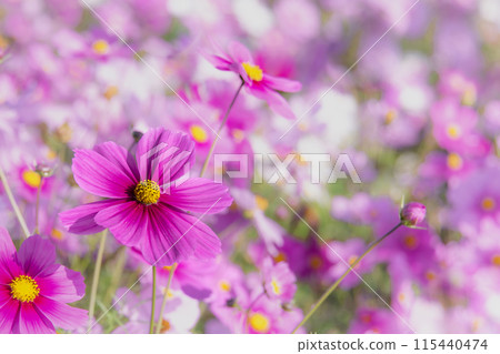 Beautifully blooming autumn cherry blossoms Beautifully blooming autumn cherry blossoms 115440474