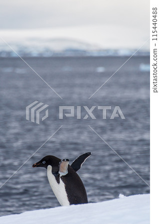 Adelie Penguin standing on an iceberg 115440488