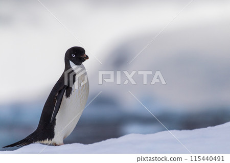Adelie Penguin standing on an iceberg 115440491