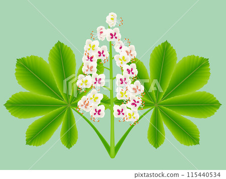 Horse chestnut flowers with leaves on a green background. 115440534