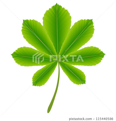 Green leaf of horse chestnut tree on a white background. 115440586