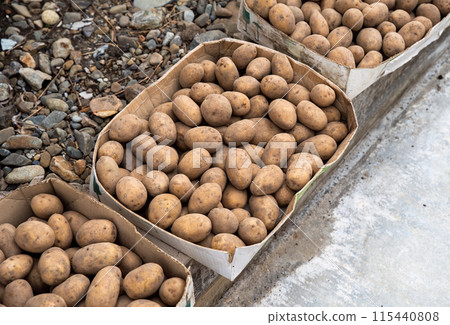 Several boxes with fresh potatoes harvest in the autumn 115440808