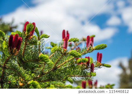 Picea jezoensis, dark-bark spruce or Ezo spruce growing in Far East of Russia Picea jezoensis, dark-bark spruce or Ezo spruce growing in Far East of Russia 115440812