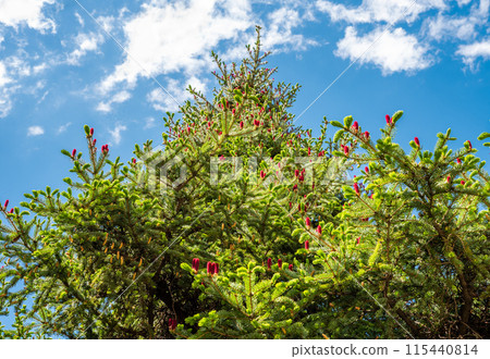 Picea jezoensis, dark-bark spruce or Ezo spruce growing in Far East of Russia Picea jezoensis, dark-bark spruce or Ezo spruce growing in Far East of Russia 115440814