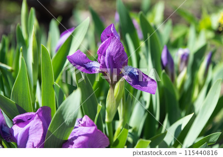 Bright flowers of irises with green leaves on a summer sunny day Bright flowers of irises with green leaves on a summer sunny day 115440816