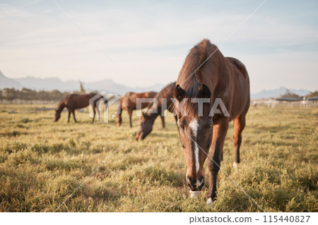 Ranch, horses or eating grass on farm, countryside or nature in with animals in agriculture, land or environment. Rural meadow, lawn or hungry pet stallion on field for wellness, grazing or farming 115440827