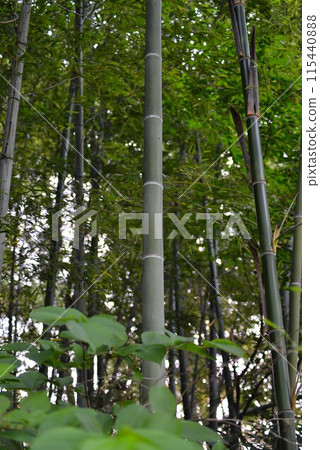 綠色竹林 綠色竹林 115440888