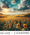 夕陽照亮的向日葵田 115440946
