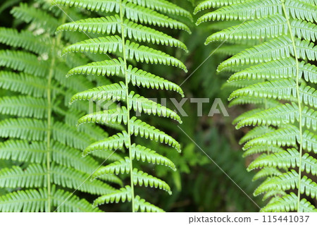 Fern leaf　 115441037