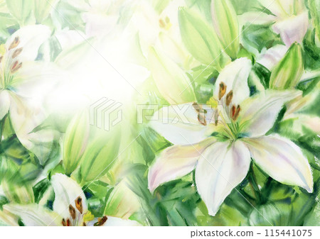 White lilies floral background. Watercolor illustration. White lilies floral background. Watercolor illustration. 115441075
