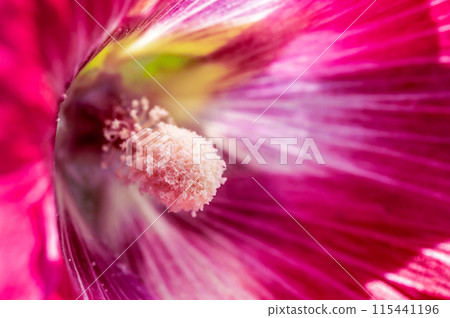 立著的蜀葵花裡面 立著的蜀葵花裡面 115441196