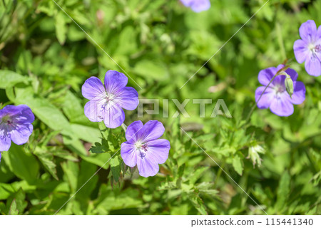 Geranium purple summer flower image 115441340