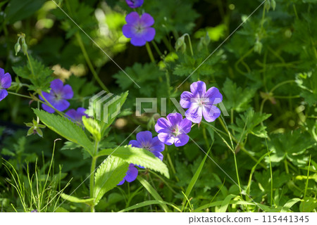 Geranium purple summer flower image Geranium purple summer flower image 115441345