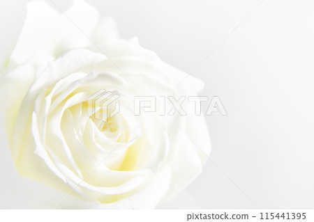 Pure white rose 115441395