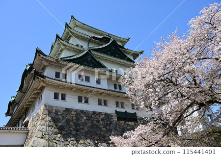 櫻花季和名古屋城的天守閣 115441401