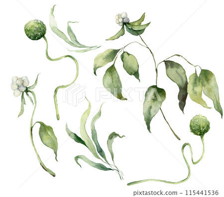 Watercolor floral set of tree branch, grass and clover. Hand drawn plants elements isolated on white background. Outdoor illustration for design, print, fabric or background. Watercolor floral set of tree branch, grass and clover. Hand drawn plants elements isolated on white background. Outdoor illustration for design, print, fabric or background. 115441536