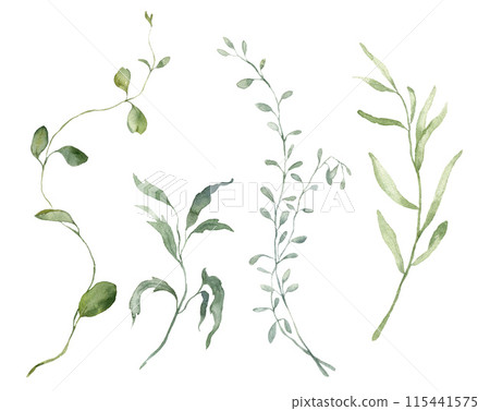 Watercolor floral set of grass and branch. Hand drawn plants elements isolated on white background. Outdoor illustration for design, print, fabric or background. 115441575