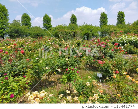 Roadside Station Menuma Rose Garden (Kumagaya City, Saitama Prefecture) Roadside Station Menuma Rose Garden (Kumagaya City, Saitama Prefecture) 115441774