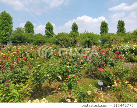 Roadside Station Menuma Rose Garden (Kumagaya City, Saitama Prefecture) 115441775