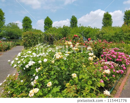 Roadside Station Menuma Rose Garden (Kumagaya City, Saitama Prefecture) 115441776
