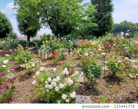 Roadside Station Menuma Rose Garden (Kumagaya City, Saitama Prefecture) Roadside Station Menuma Rose Garden (Kumagaya City, Saitama Prefecture) 115441778