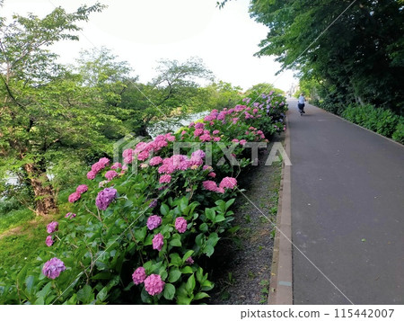 Shiki Shingashi River Hydrangea Road (Shiki City, Saitama Prefecture) 115442007