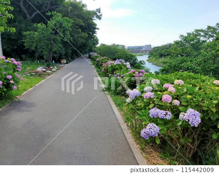 Shiki Shingashi River Hydrangea Road (Shiki City, Saitama Prefecture) 115442009