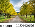Ginkgo tree lined street in Hōdatsu Shimizu Town, Ishikawa Prefecture. In autumn, when the leaves change color, many ginkgo nuts fall. 115442056