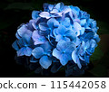 A close-up photo of a blue hydrangea against a black background. Hydrangeas are the representative flower of June and are well suited to the rainy season. 115442058