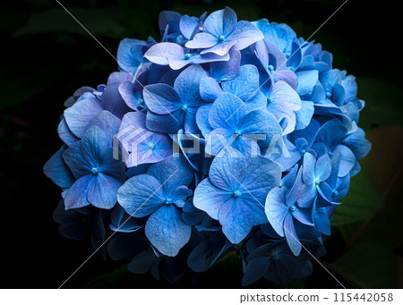 A close-up photo of a blue hydrangea against a black background. Hydrangeas are the representative flower of June and are well suited to the rainy season. A close-up photo of a blue hydrangea against a black background. Hydrangeas are the representative flower of June and are well suited to the rainy season. 115442058