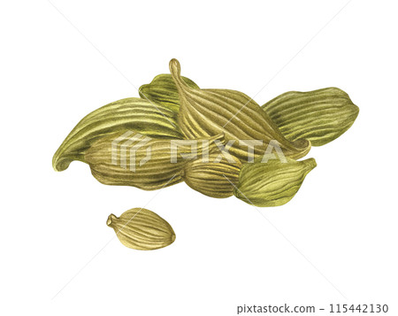 Green cardamom, Elettaria cardamomum. Fragrant camphor spice pile. Dried pods. Aromatic textured plant for medicine, food, drinks. Watercolor illustration. Ingredient for decor, cooking recipe 115442130