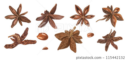 Star Anise seed in various shapes. Badian with delicate spicy aroma. Watercolor botanical illustration of dried aniseed. For decoration of menu, spice stores, Christmas and New Year drinks 115442132