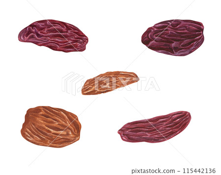 Raw organic raisin. Dried berries of grape. Set of sweet mix raisins. Dry textured fruits for bakery, drinks. Delicious dessert in red and golden colors. Healthy food snack. Watercolor illustration. 115442136
