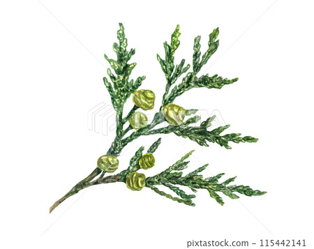 Cypress with green yellow cones. Coniferous plant branch. Fresh lush Cupressus sprig. Watercolor illustration. Rustic design for nature and flora lovers. For nature and design projects. Xmas decor. 115442141