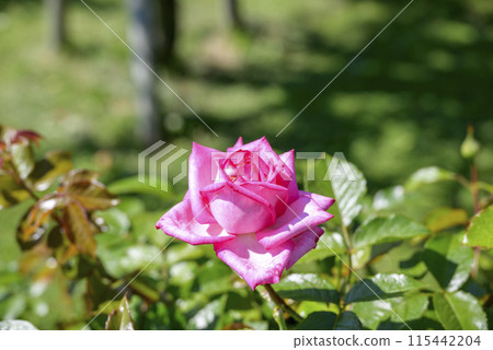 Rose Pink Summer Flower Material Rose Pink Summer Flower Material 115442204