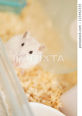 Djangarian倉鼠 Djangarian倉鼠 115442335