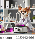 Chihuahua under study 115442466