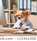 Chihuahua under study 115442468