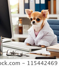 Chihuahua under study 115442469